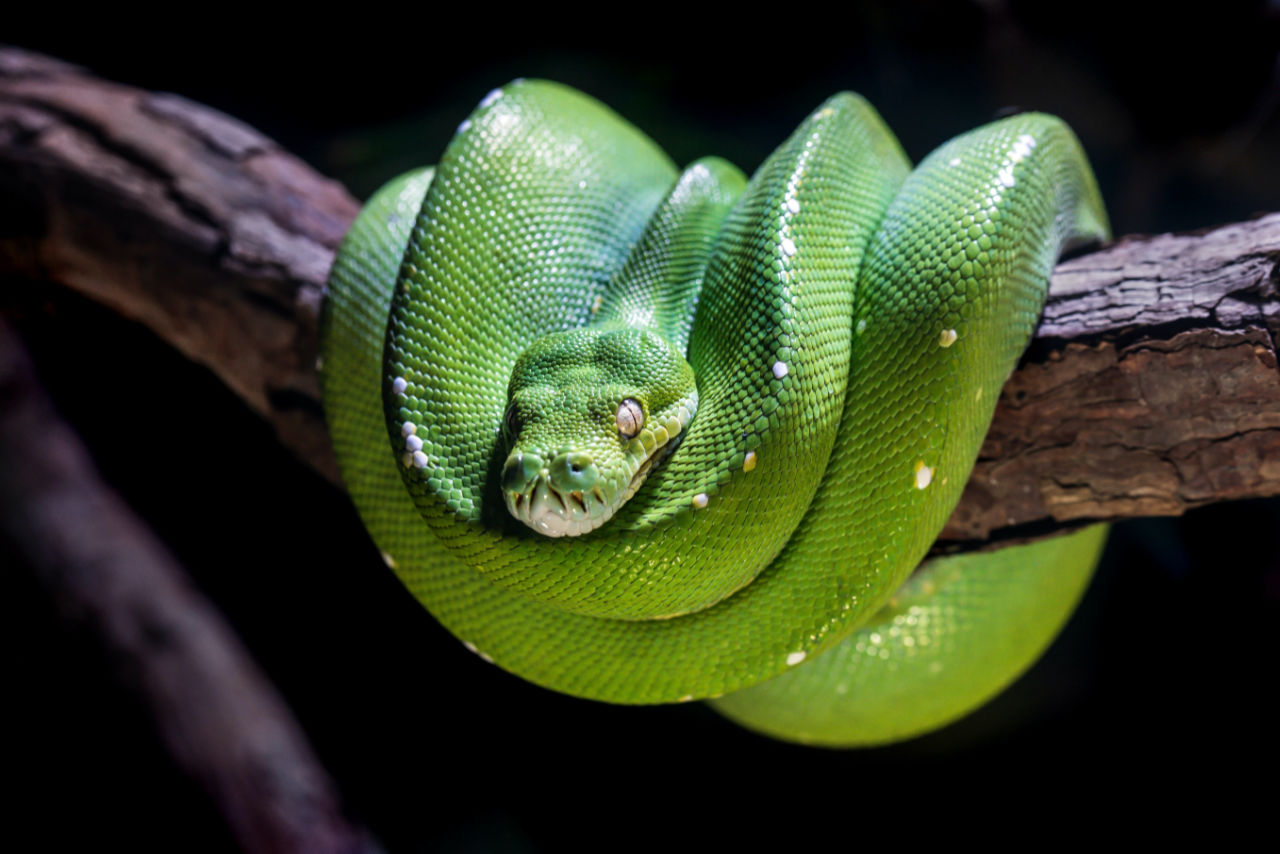 Langage de programmation, Python, David Cole, Unsplash