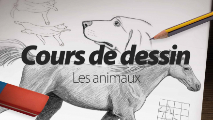 Cours de dessin : Apprendre à dessiner les animaux