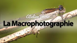 Atelier photo : la macro - Lancez-vous dans le monde passionnant de la macro ! 