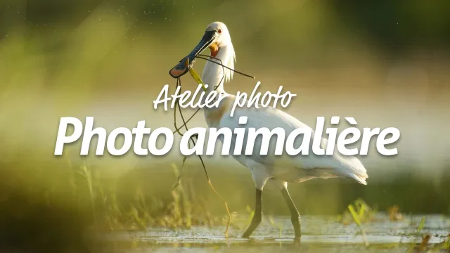 Apprendre la photographie animalière