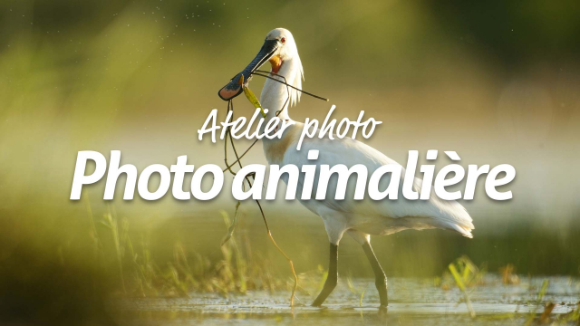 Apprendre la photographie animalière
